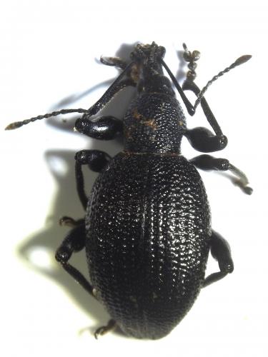 Réf. 279 250 : Otiorhynchus pyrenaeus